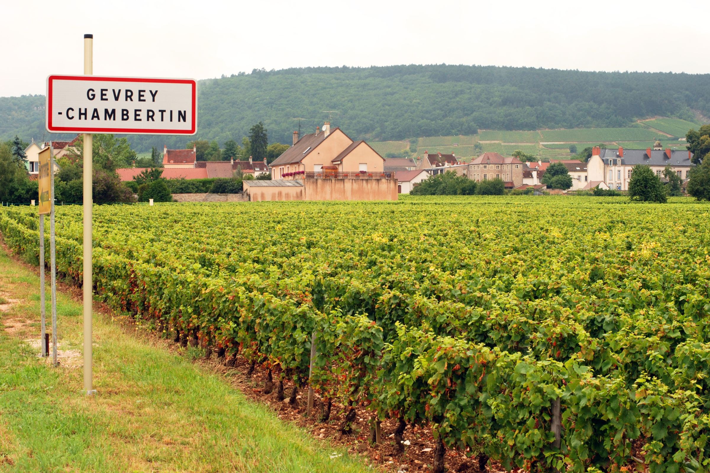 03_Gevrey-Chambertin[1].webp